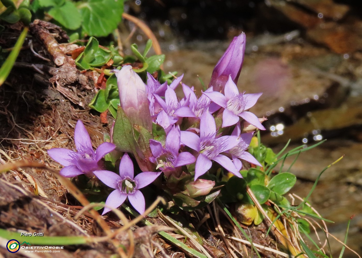 19 Gentiana anisodonta ramosa .JPG